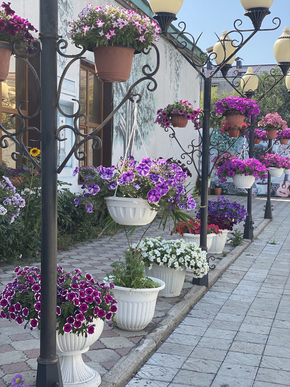 Цветы и территория